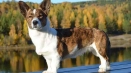 Velsh corgi cardigan: описание на породата на кучетата